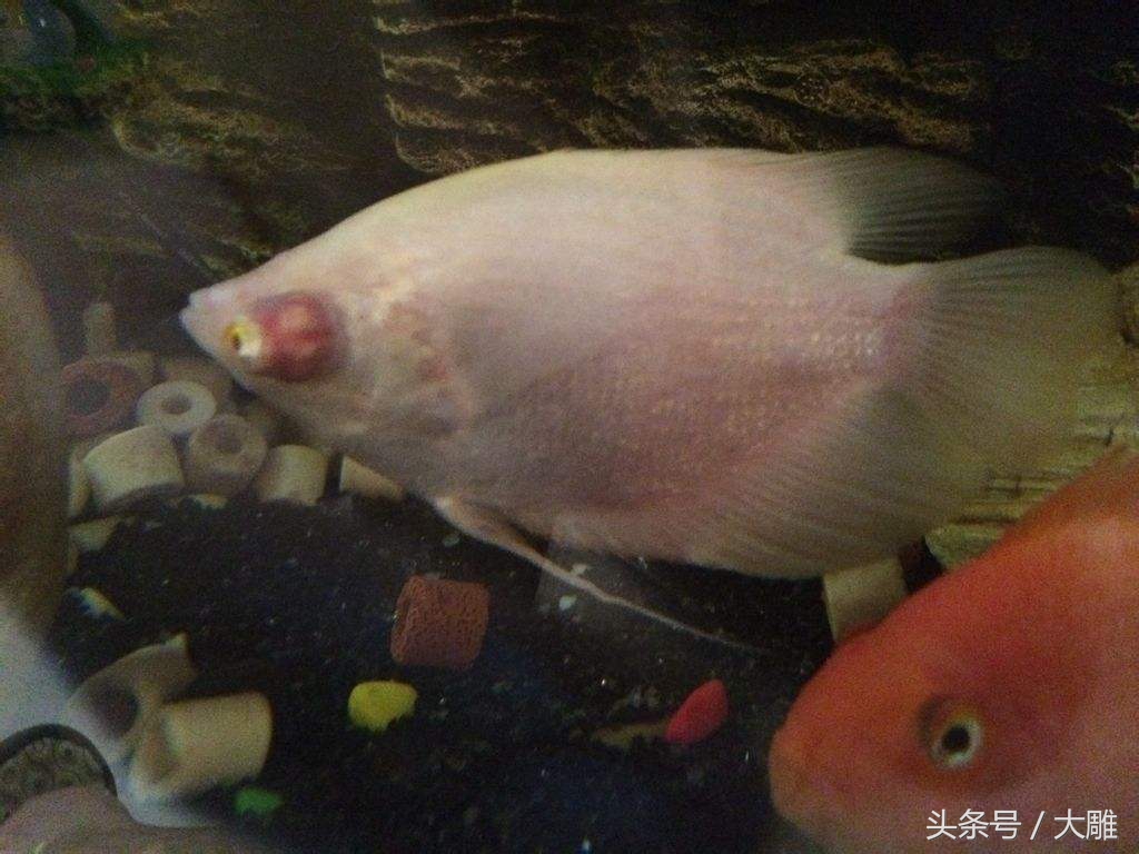 养的招财鱼死了怎么处理,招财鱼怎么避免烂身