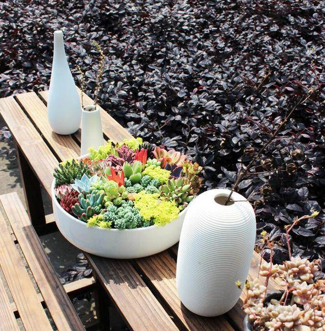 可爱的呆萌多肉,萌的多肉小植物