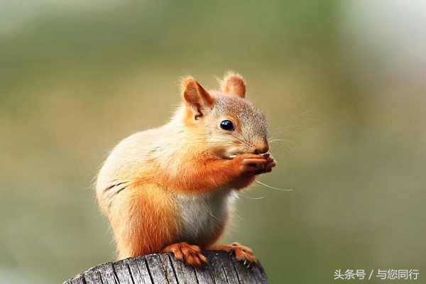雪地松鼠可爱视频,雪地松鼠卖萌