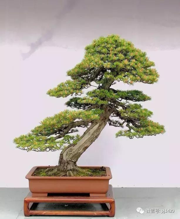 50种盆景树图片大全,50种盆景植物图片大全