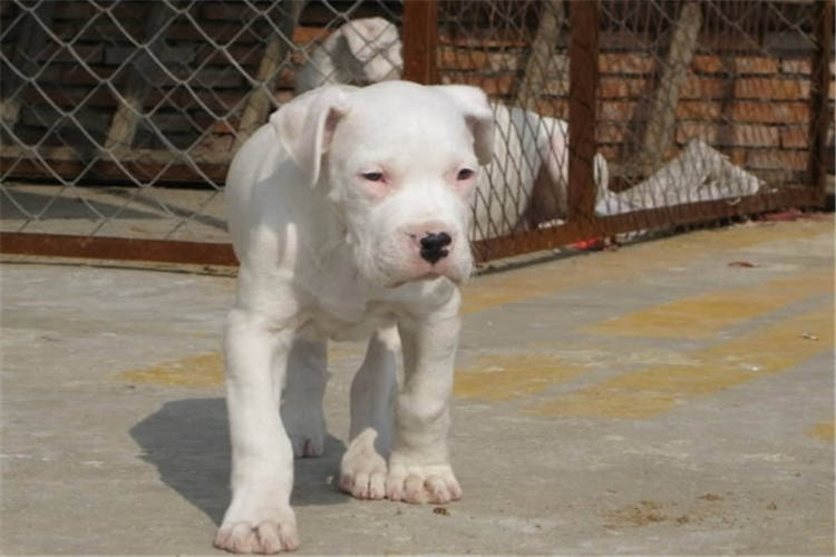 纯种杜高犬与混血杜高犬的区别,杜高的知识大全