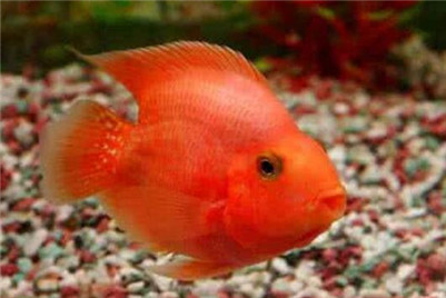 鹦鹉鱼长黑斑怎么办？鹦鹉鱼黑斑病的治疗方法及原因介绍！