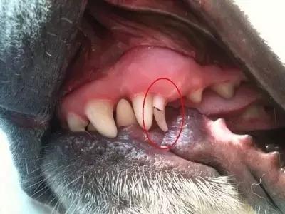 狗狗换牙乳牙不掉怎么办,泰迪狗狗几个月开始换牙