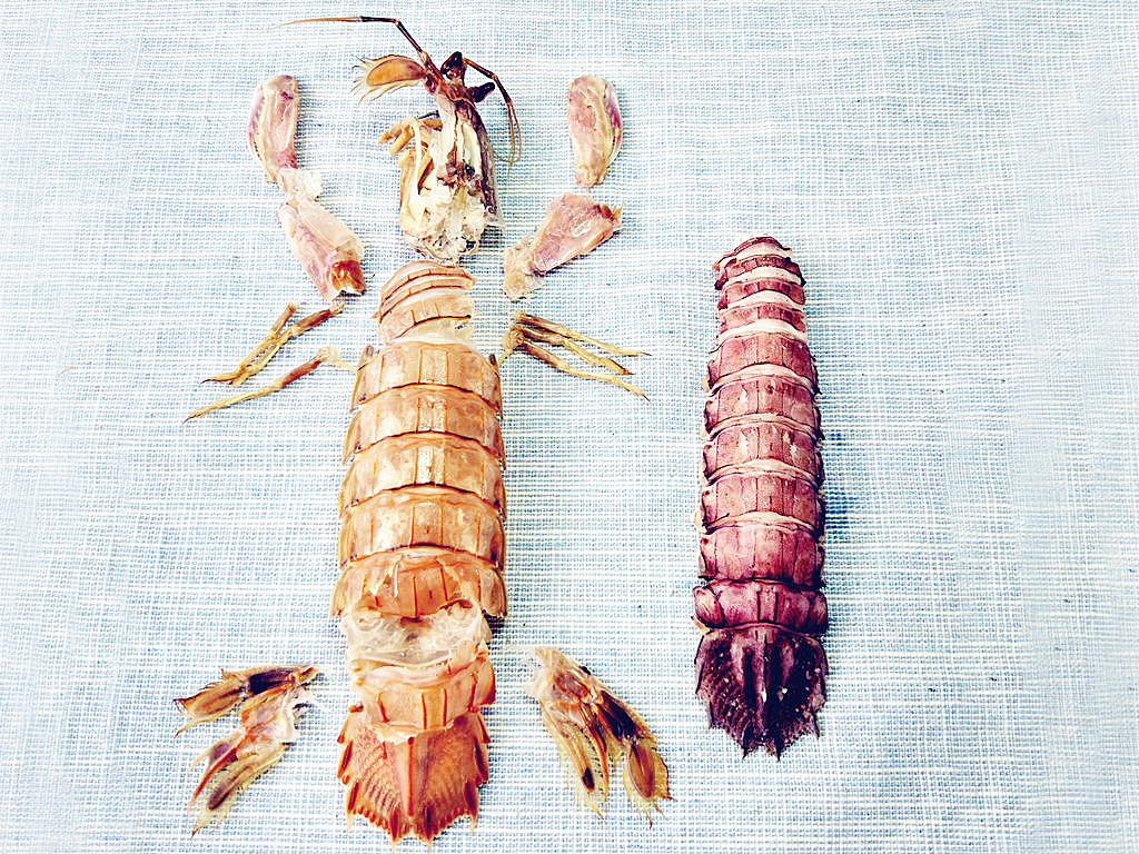 虾爬子怎么去壳,怎么剥皮皮虾的壳不扎手