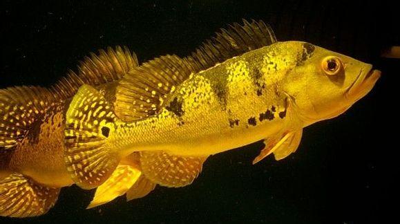 虎鱼到底好不好吃,虎鱼好养吗