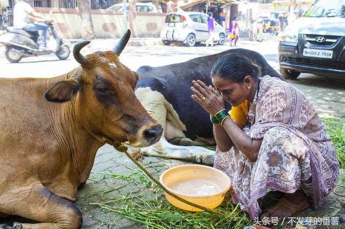 印度路上的牛是哪来的,印度牛满大街