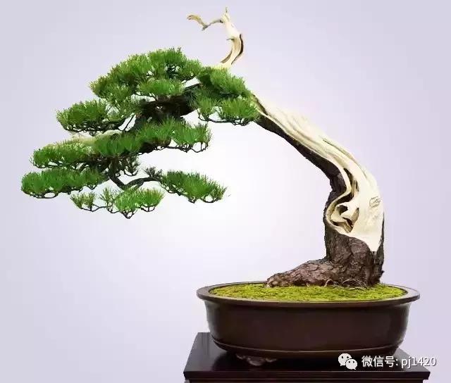 50种盆景树图片大全,50种盆景植物图片大全