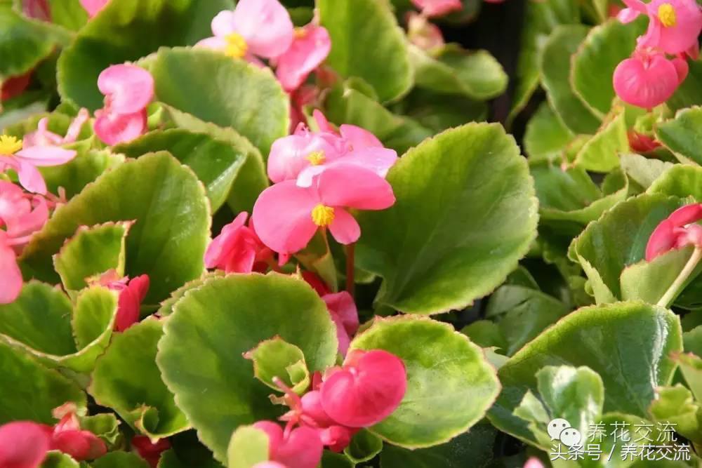 花卉最长寿命排名,五种养不死的花卉