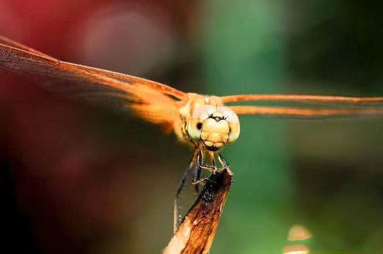 世界因你而美好原唱,世界因你而美好