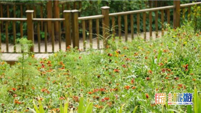 京城最大郊野公园，不仅免费，还藏了好多不为人知的秘密！