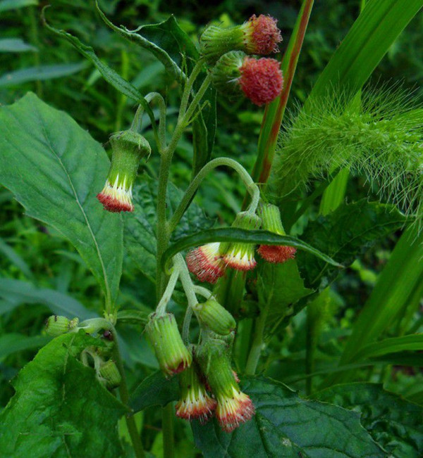 农村常见的野草及功效,你知道的农村最常见的野草