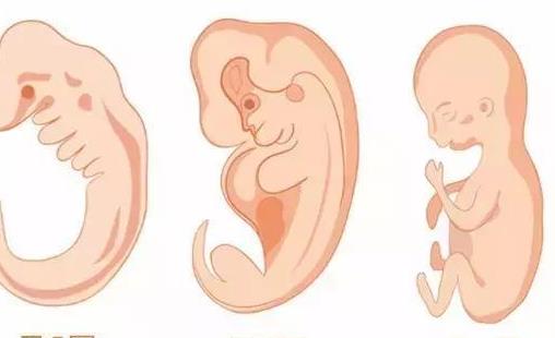 b超看不到胎心胎芽,b超有可能会看不到胎心胎芽吗