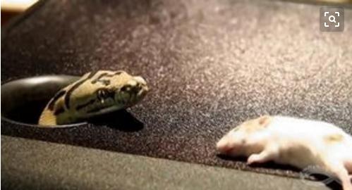 商人遇抢劫生命垂危，知府重金悬赏求医，让真凶自己现形