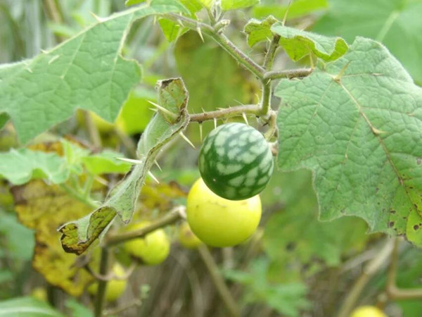 农村常见的野草及功效,你知道的农村最常见的野草
