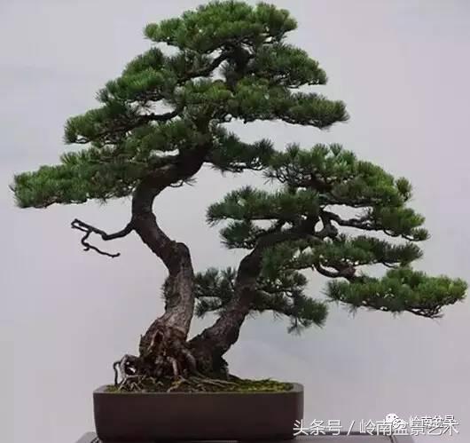 五针松和大阪松哪个好盆栽 (大阪松比五针松哪种更名贵)