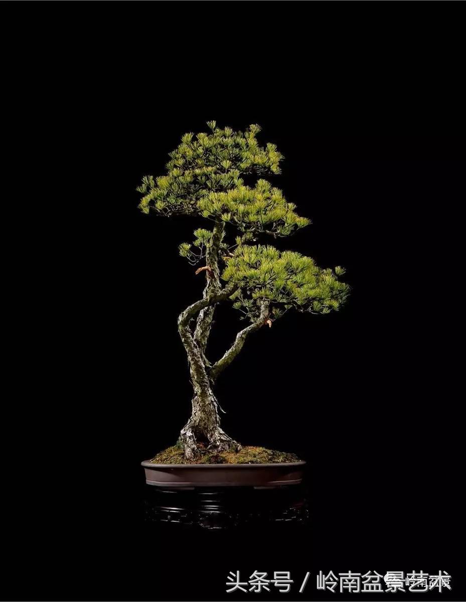 五针松和大阪松哪个好盆栽 (大阪松比五针松哪种更名贵)