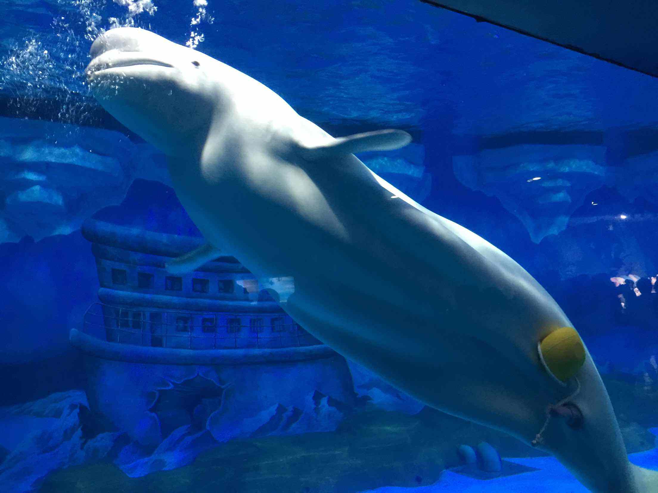 目前国内最好的海洋馆排名,全国排名前十的海洋馆