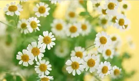 全世界各国的国花有哪些,世界各国国花有哪些