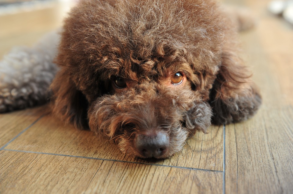 农村土狗和泰迪,农村泰迪和土狗