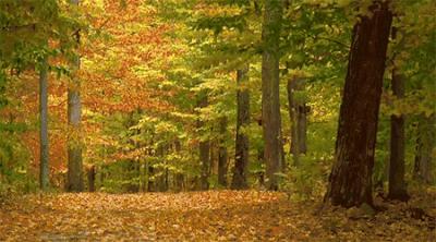 马来西亚最值得吃的水果都有哪些？