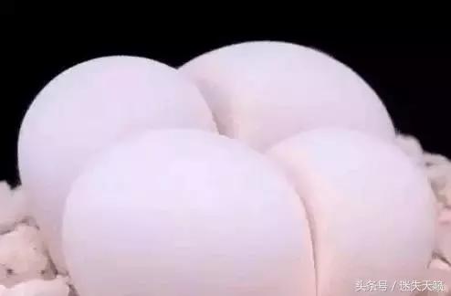 多肉，你小时候的样子太萌了，可千万别长大，长残