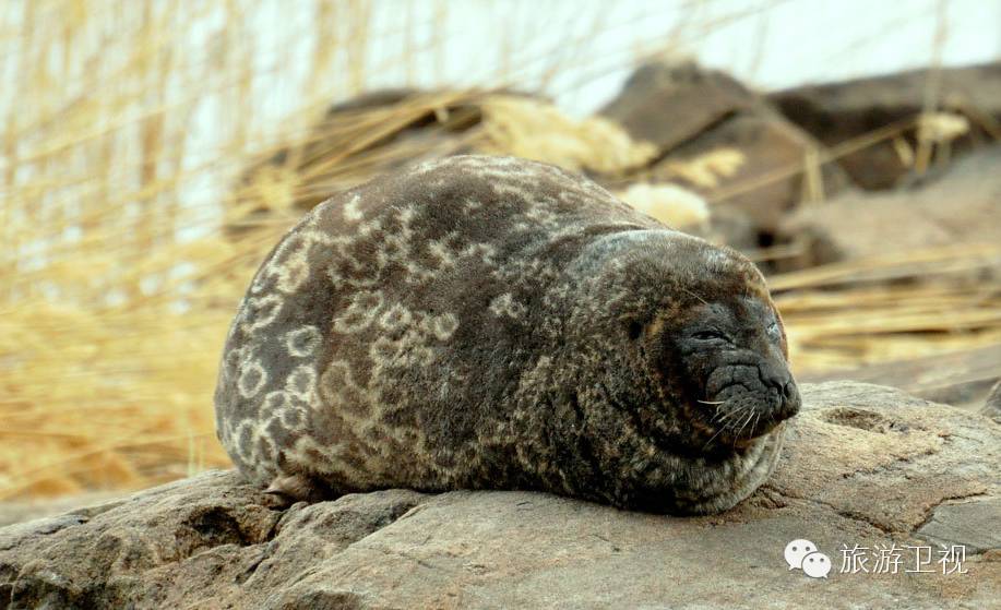 娼帺鍋囨湡,娼帺鍋囨湡鐜╄浆鏄ュぉ