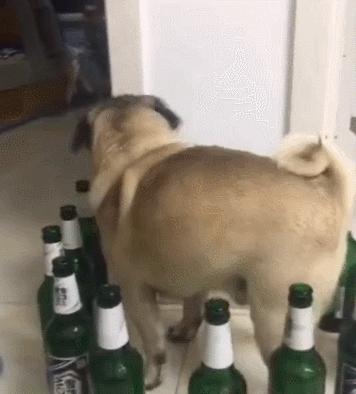 狗狗被啤酒瓶围住,开始犯傻了,真是懵了!