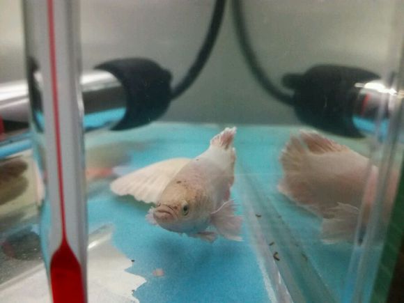 斗鱼失鳔降水位降多少,斗鱼失鳔可以用食用盐吗