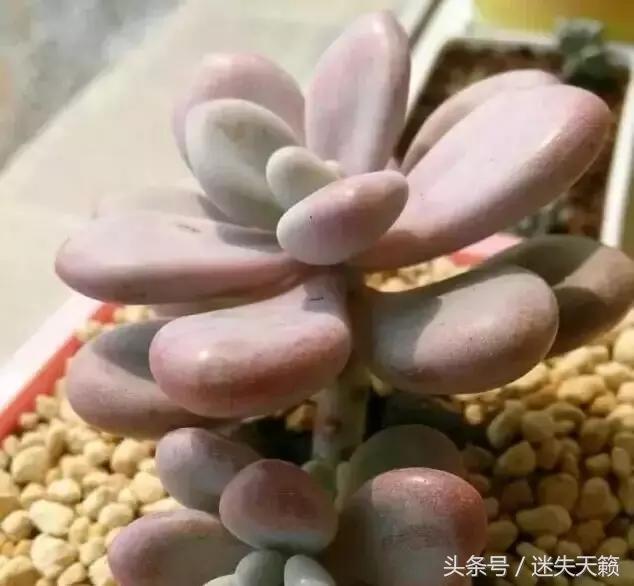 多肉，你小时候的样子太萌了，可千万别长大，长残