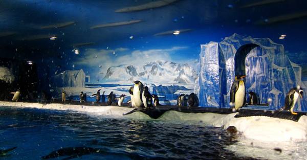 目前国内最好的海洋馆排名,全国排名前十的海洋馆