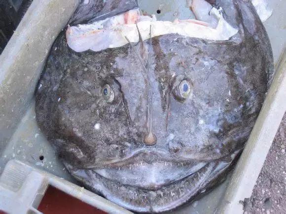 羊口开海！倒计时一天！第一网吃起来！看完哈喇子流一地