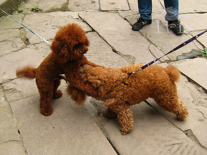 尧坝古镇情怀,原生态的尧坝古镇
