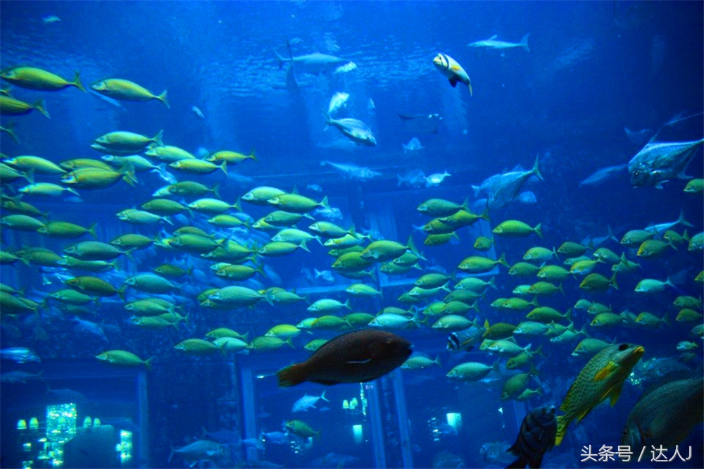 阿联酋滑雪场项目,阿联酋室内滑雪场