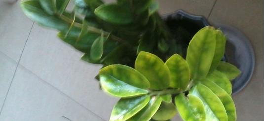 金钱树的养护及管理,金钱树的治病方法