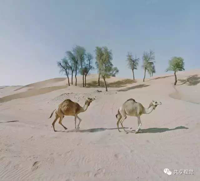 google街景照片怎么拍,谷歌地图摄影作品