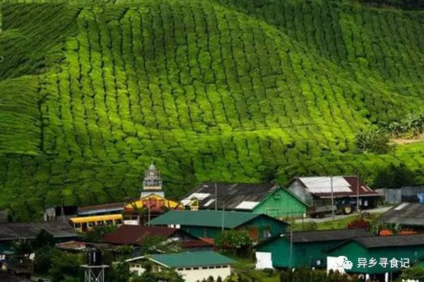 马来西亚最值得吃的水果都有哪些？