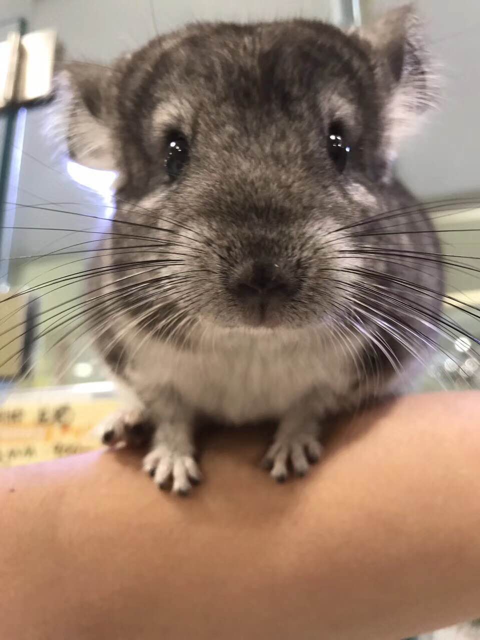 宠物龙猫原视频,宠物龙猫百科知识视频