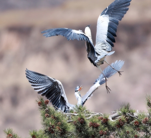 闲云野鹤曲子赏析,古曲闲云野鹤