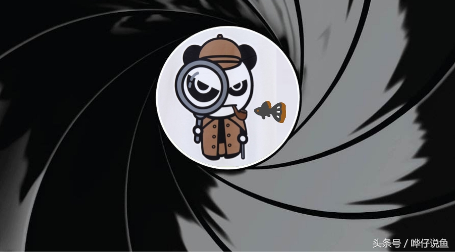 如何养宠物鱼才是正确的方法,养金鱼不死鱼的三个绝招视频