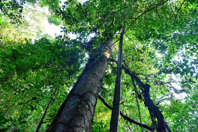 去西双版纳旅游吃住行攻略,去西双版纳旅行自由行攻略