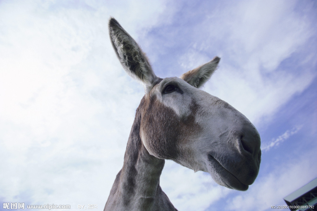 中国农民养500只猪,中国农民养了7万只鸡