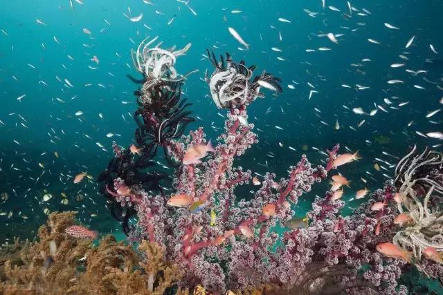 爱上邮轮的十个理由,爱上潜水的理由