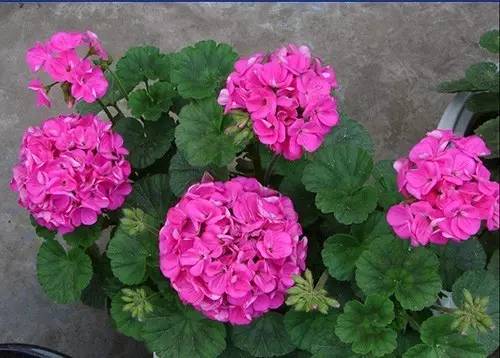 9月至12月什么花好看,9月适宜养的花