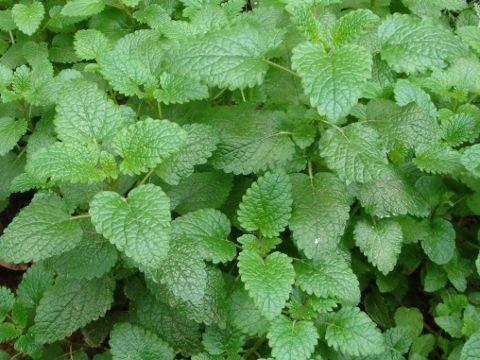 现在能种薄荷吗,现在种薄荷是真的吗