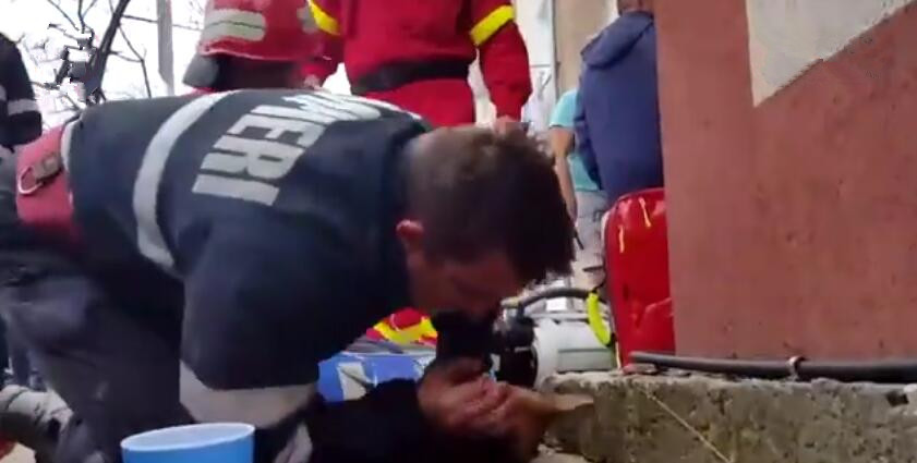 狗狗被烟雾熏晕了,狗狗火灾吸入大量浓烟