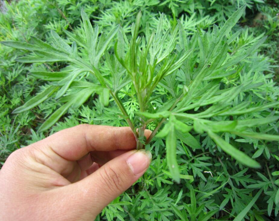 家有三年艾,郎中不用来!没想到这种草这么牛!