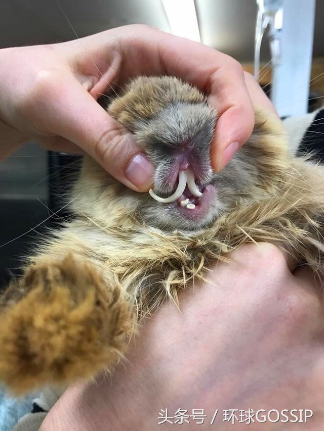 兔子牙齿弯怎么治疗,兔子牙齿逆生长能治好吗