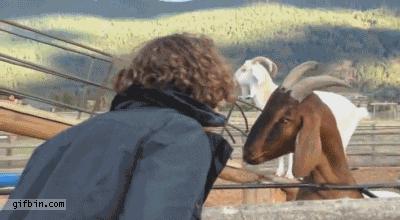 爱睡懒觉的喵大人,喜欢睡懒觉的猫猫