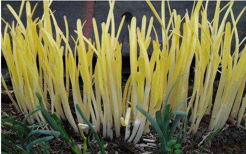 人们常吃的蔬菜,常吃却不知道长什么样子的蔬菜