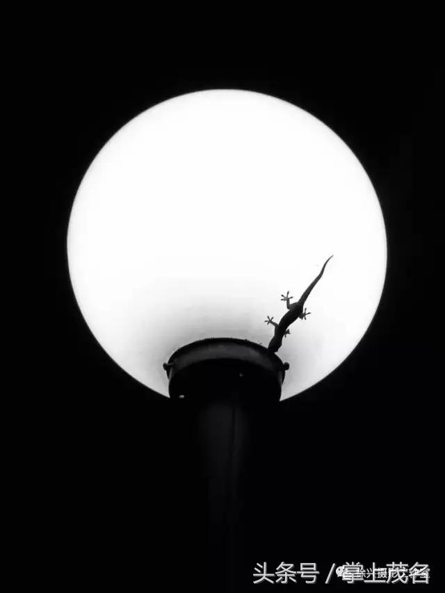 手机摄影田园生活图片,手机摄影主题